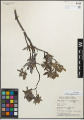 Foto von Salix glauca L.